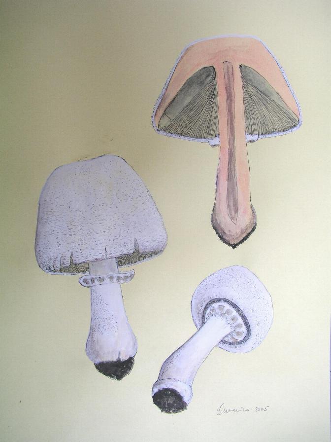 Agaricus benesii ( Pilat) Singer